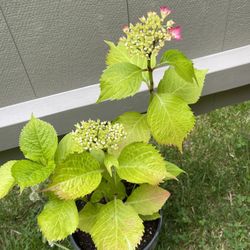 Beautiful Hydrangea Perennial Plant. (Continues to change color throughout the flowering period).