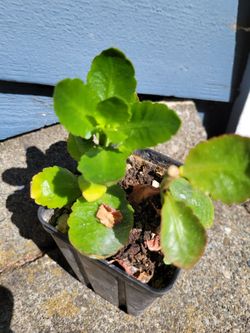 Well-Established Succulent in Black Plastic Pot (Kalancho or Calandivia)