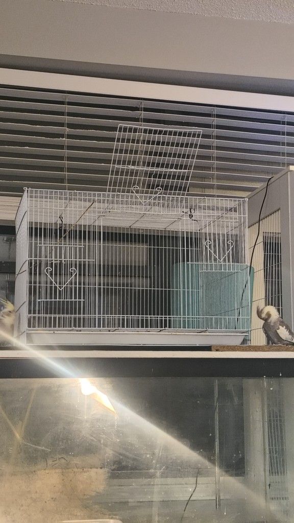Bird Cage