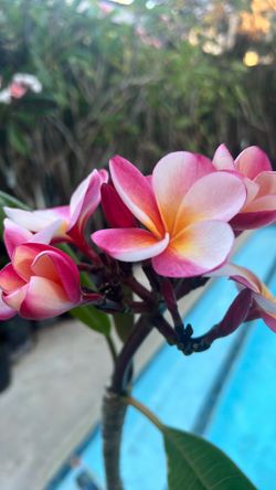 Polynesian Rainbow