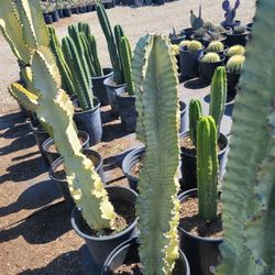 Euphorbia Ammak Cactus 