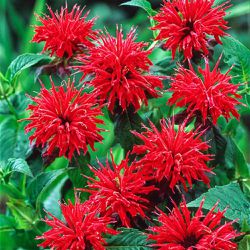 Bee Balm Perennial Flower Plants For bees And butterflies 