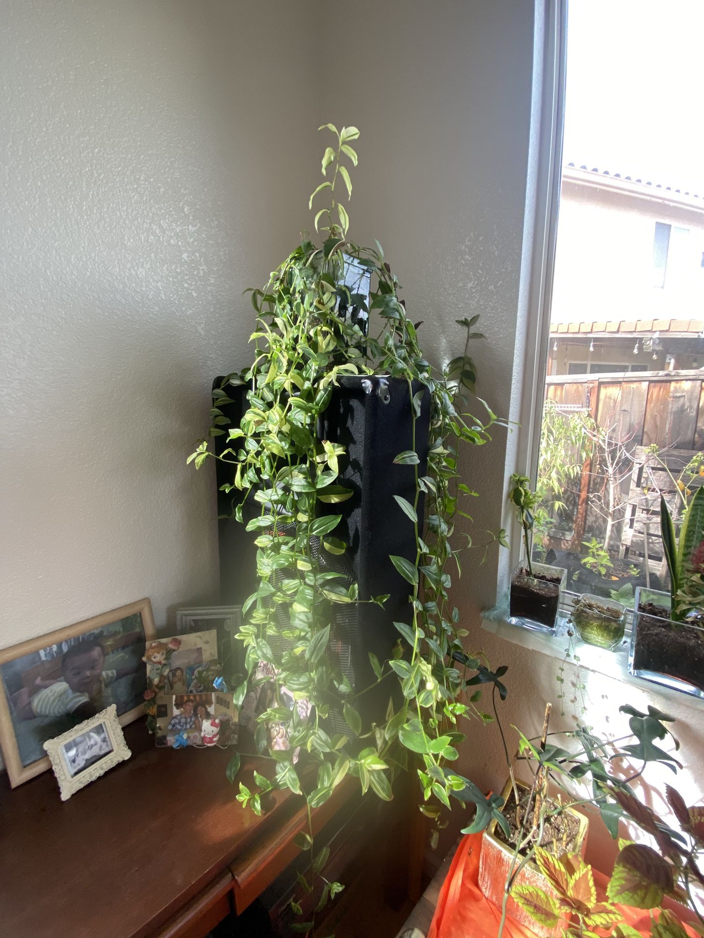 Beautiful Succulent Indoor