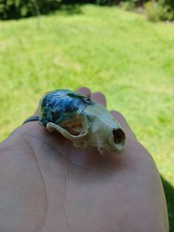 Acrylic Abstract Art Pour Painted Mink Skull