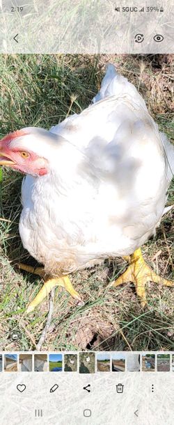 Pasture Raise No Hormons No Antibiotic