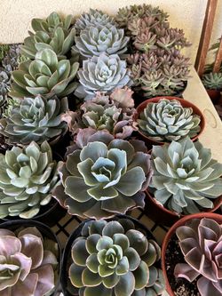 6 Inch Succulent 6$ Each