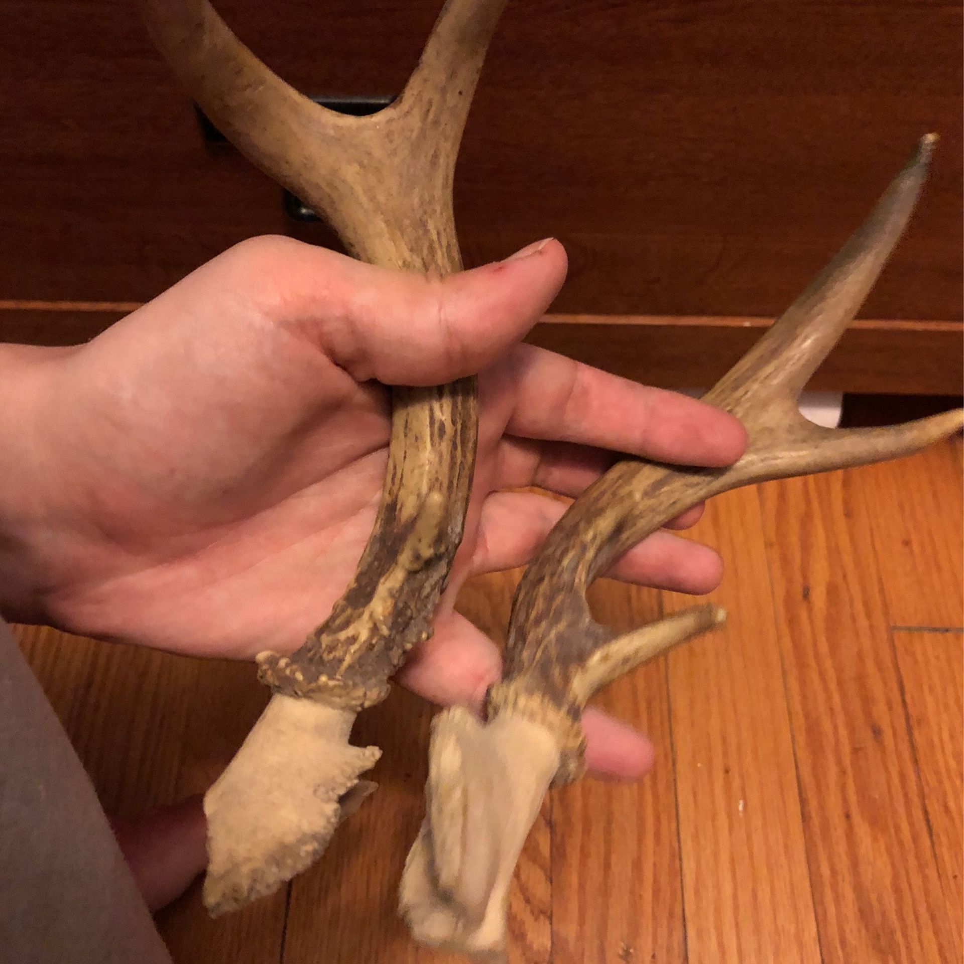 Antlers