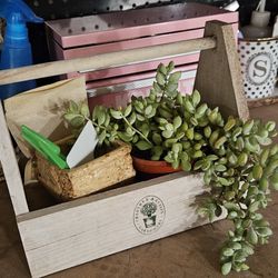 DIY Succulent Kit