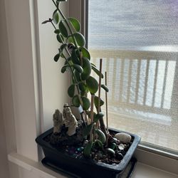 Jade Plant With Planter 