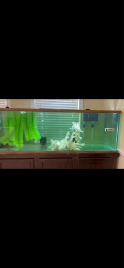 Tank 180 gallon for Koi