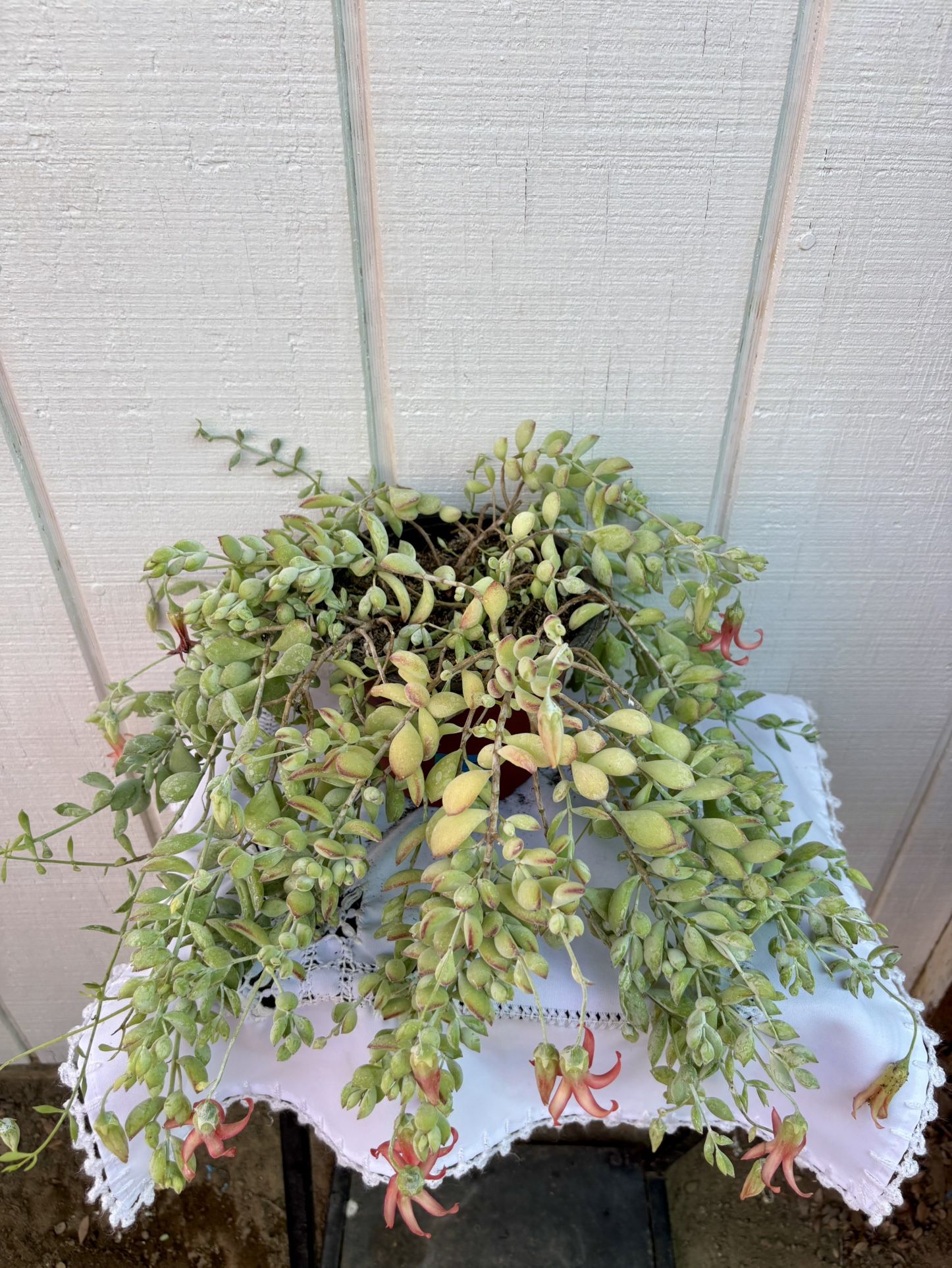 Succulent Cotyledon