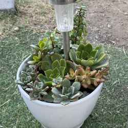 Live succulents
