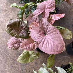 ✨ 6" Pot Neon Robusta | Syngonium✨