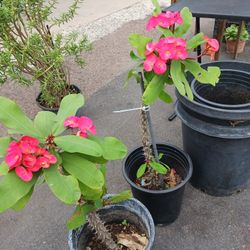 Orange Crown Of Trorns Succulent Plant