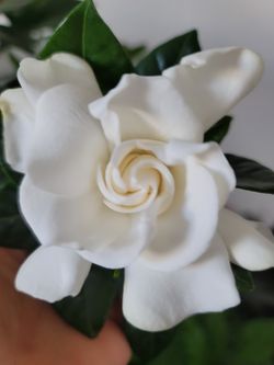 Gardenia Jasmine Tree the flower will spring soon ceramic pot