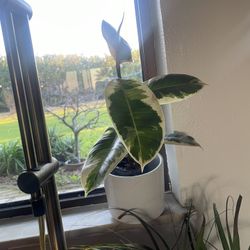 Rubber Tineke  Plant Firm