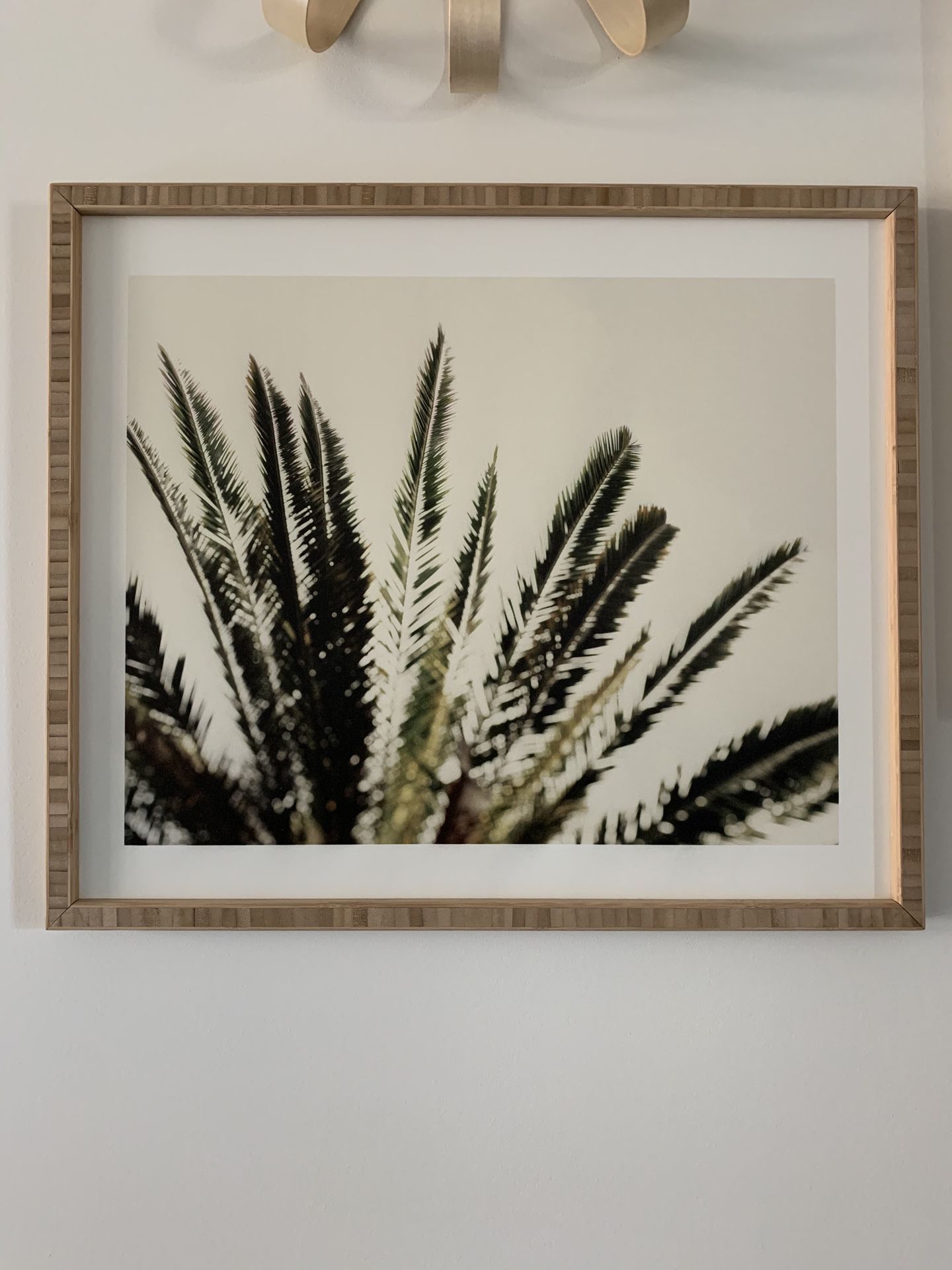 Palms Photograph print on wood