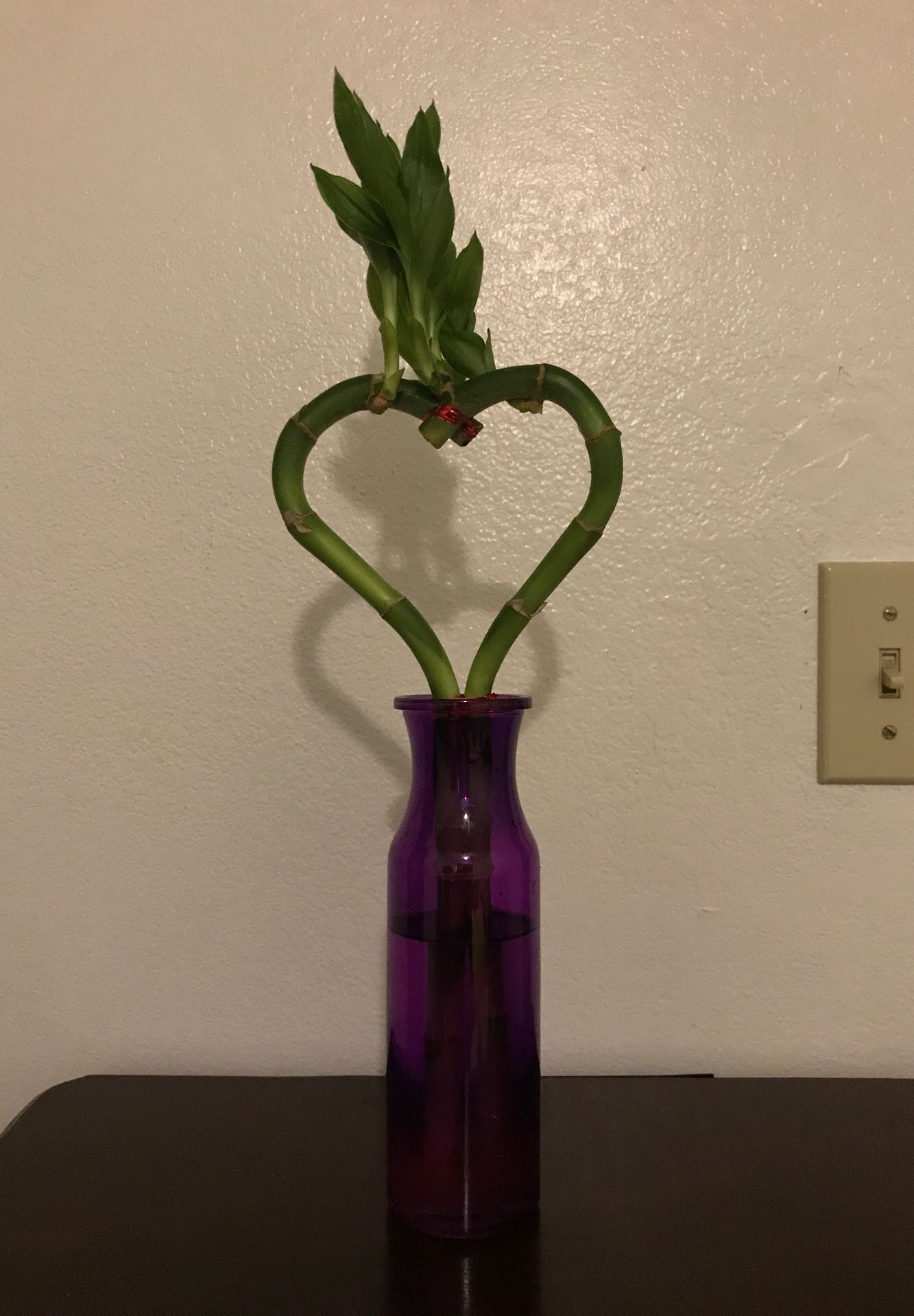 Heart shape bamboo Chinese plant with purple vase