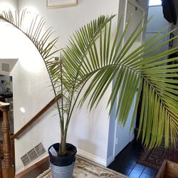 Tall Tropical Tree Plant 