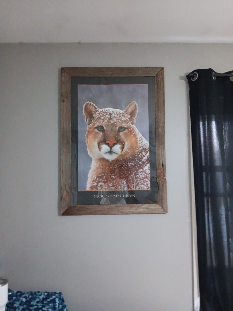 Mountain Lion Poster