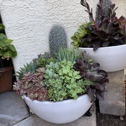 White Ceramic Low Bowl Pots/succulents 