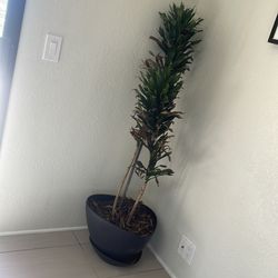 Indoor potted plant