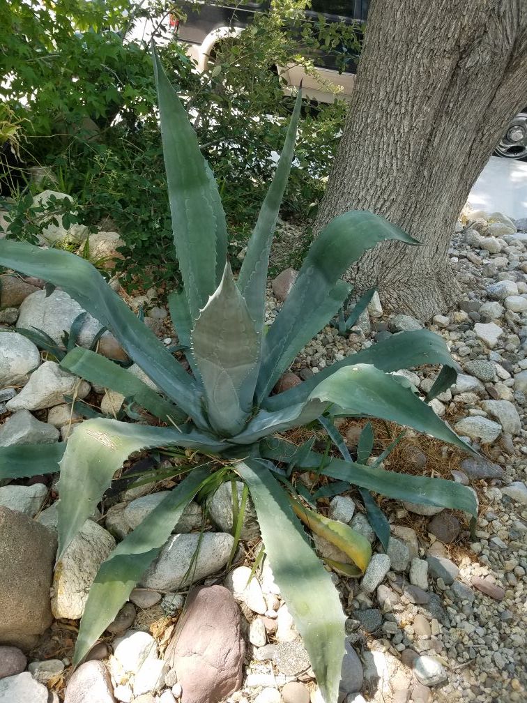 AGAVE