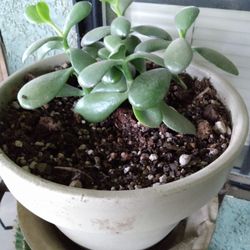 Jade Succulent Plant In Heavy Pot