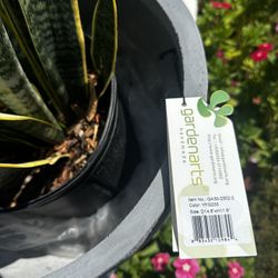 brand new patio ceramic pot plant not included 