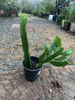 plantas de cactus2 en uno