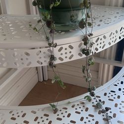 String Of Hearts Plant, Succulent, Home Decor, Plants