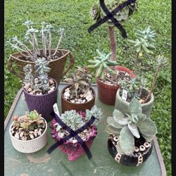 Potted Succulents