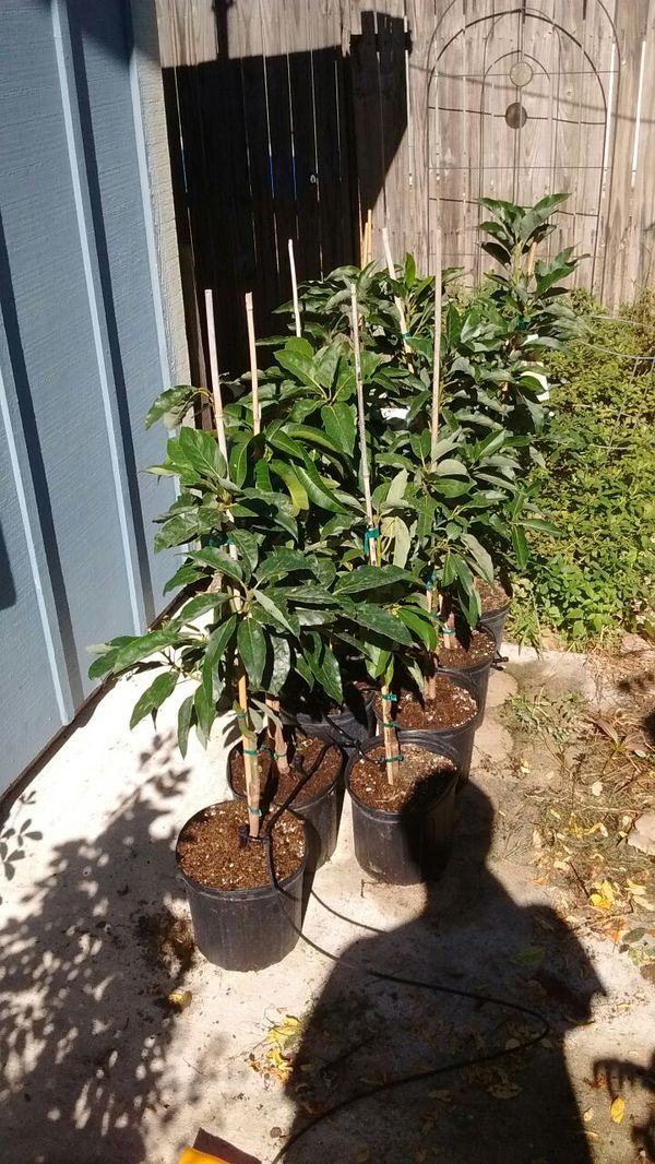 Dwarf Mango Tree For Sale