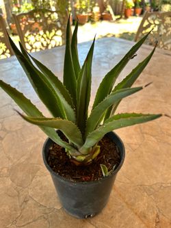Small agave plant