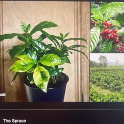 Coffee Plant 4in Pot