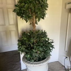 Plants