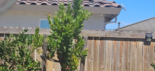 Tree in Turlock