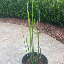 Dwarf Bamboo (Horse Tail) $9