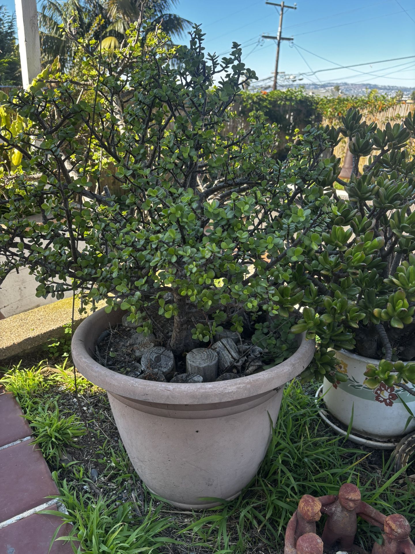 Large Elephant Bush / Dwarf Jade Succulent (Great Bonsai Plant)