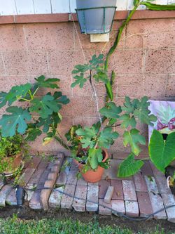 Fig & dragon plant (not fruit)