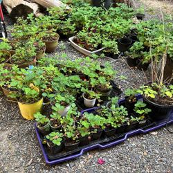 Strawberry Plants, Iris, And Lucifer‘S Sold Each Pot
