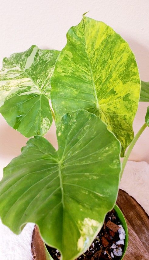 Alocasia gageana aurea variegated 6'' Pot