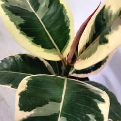 🌿Healthy Live Air Purifying Houseplant Beautiful Variegated Rubber Plant 16"Tall In Pot 5" ~ Easy To Care