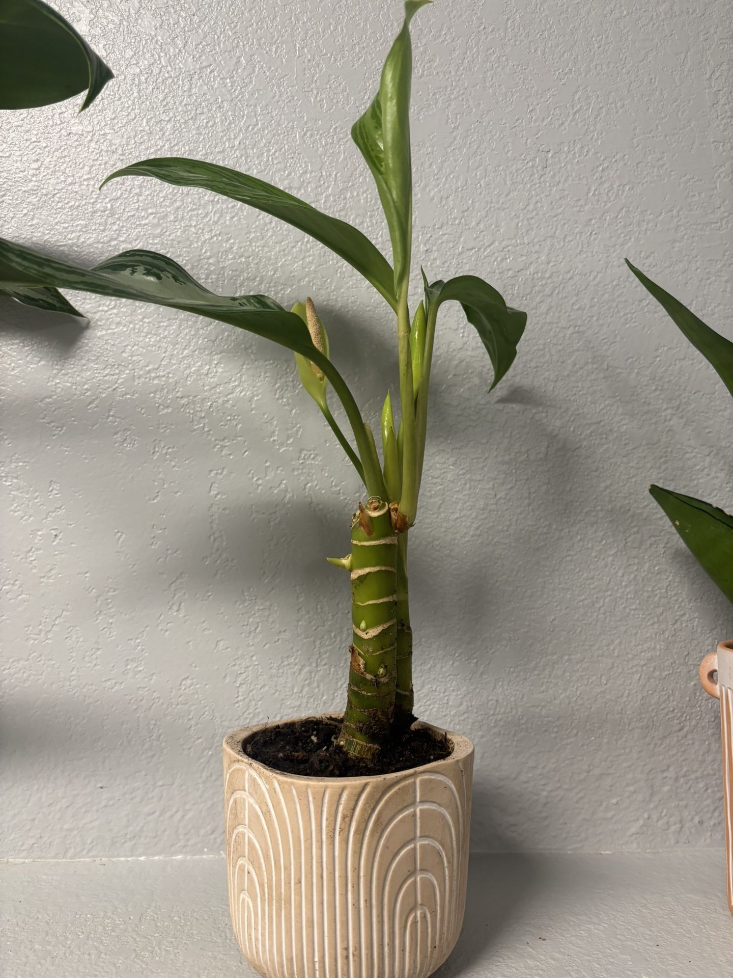Indoor Plant