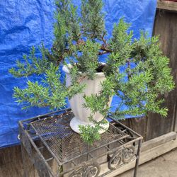 Bonsai Plant For Sale $50 Each