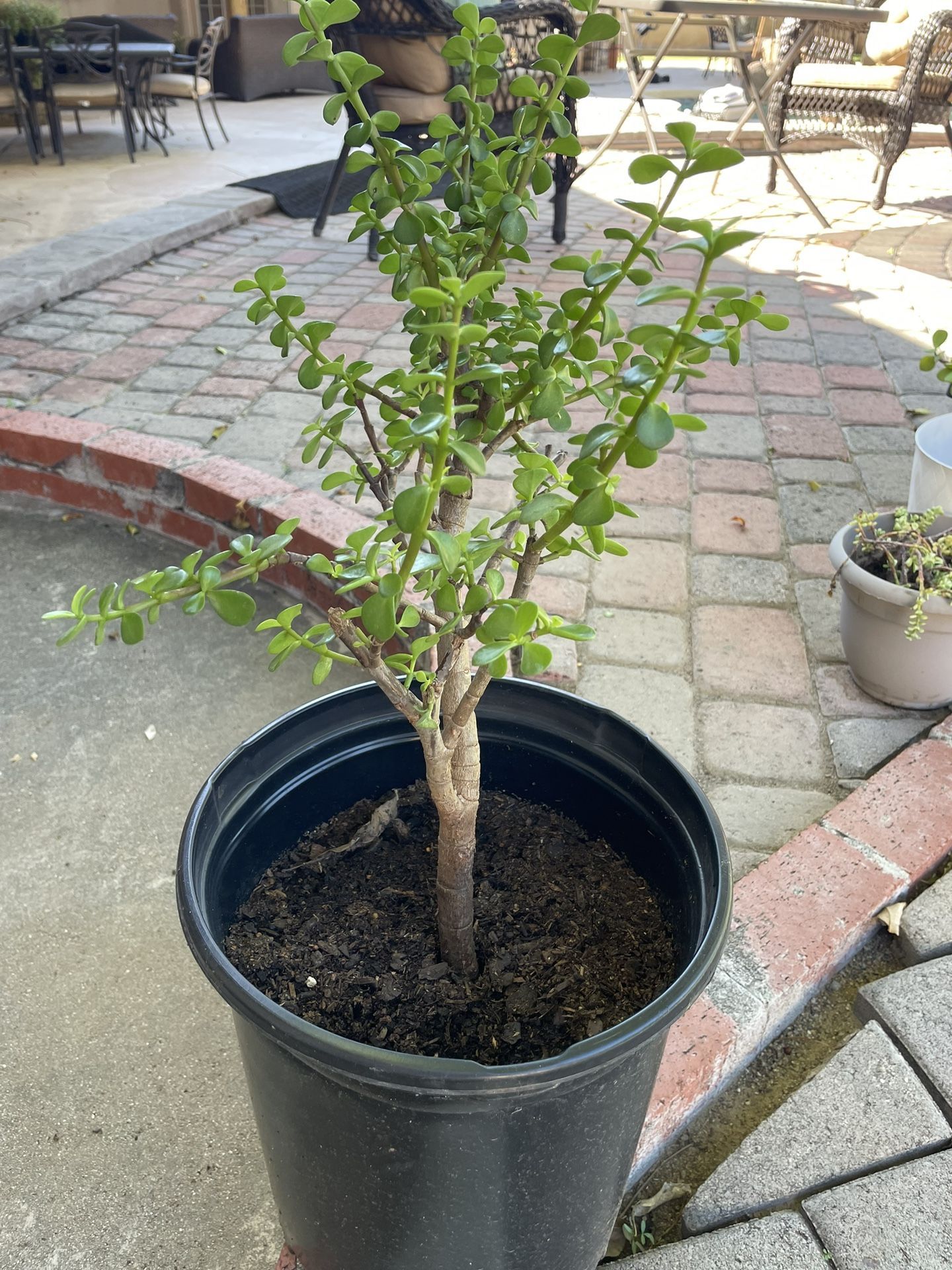 Portulacaria Afra Elephant Food Plant