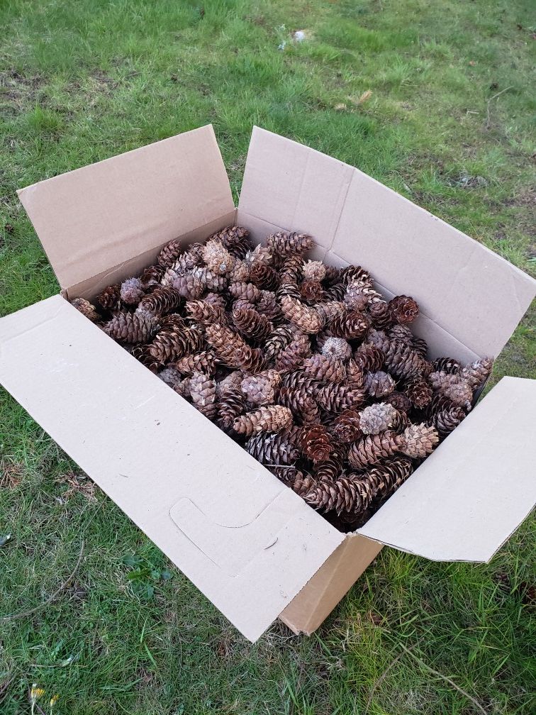 A full box of cones