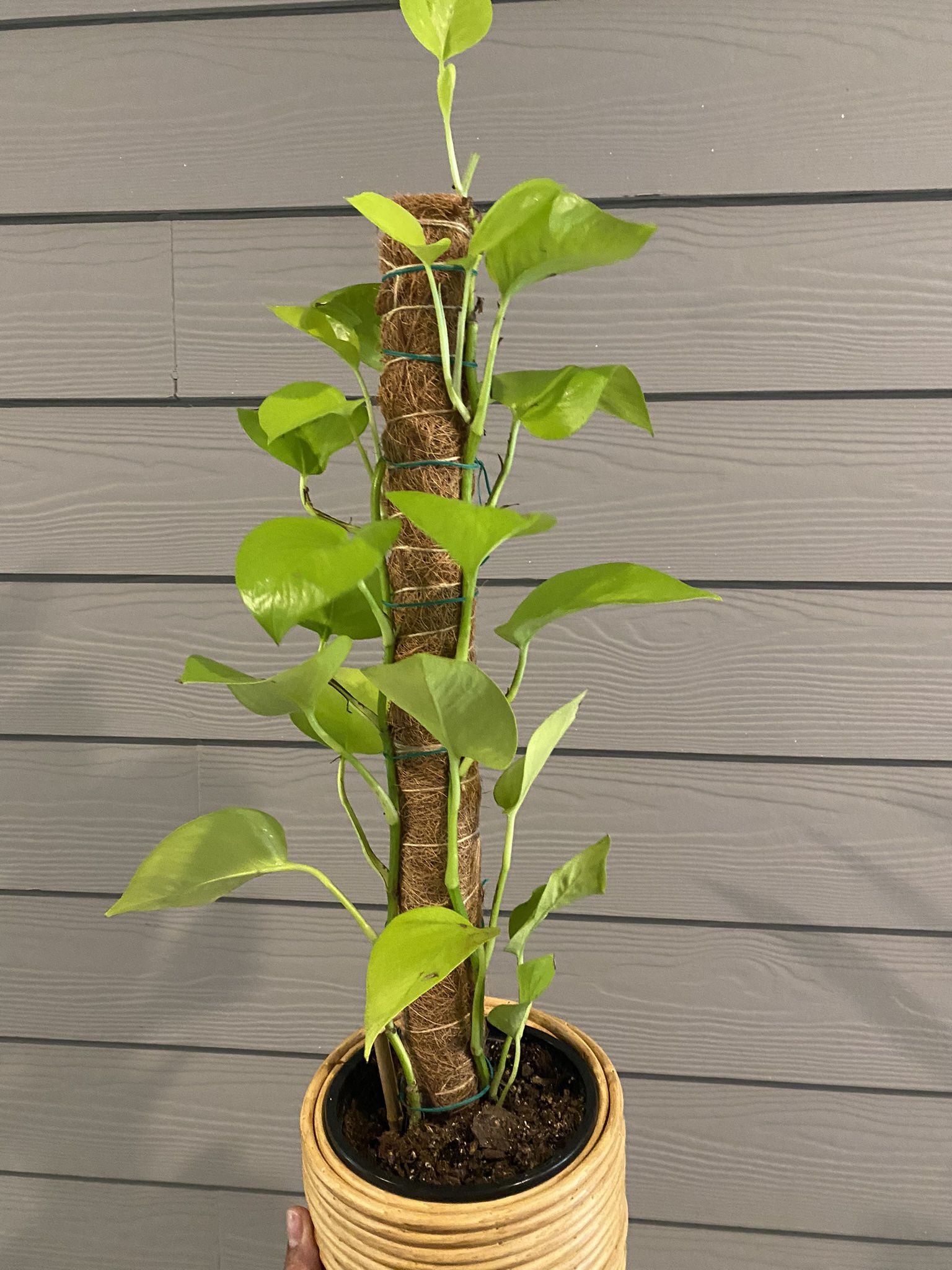 Neon Pothos On Moss Pole | Two Vines | 2 Ft Tall Each