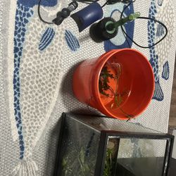 10 Gal Fishtank FULL Set Up