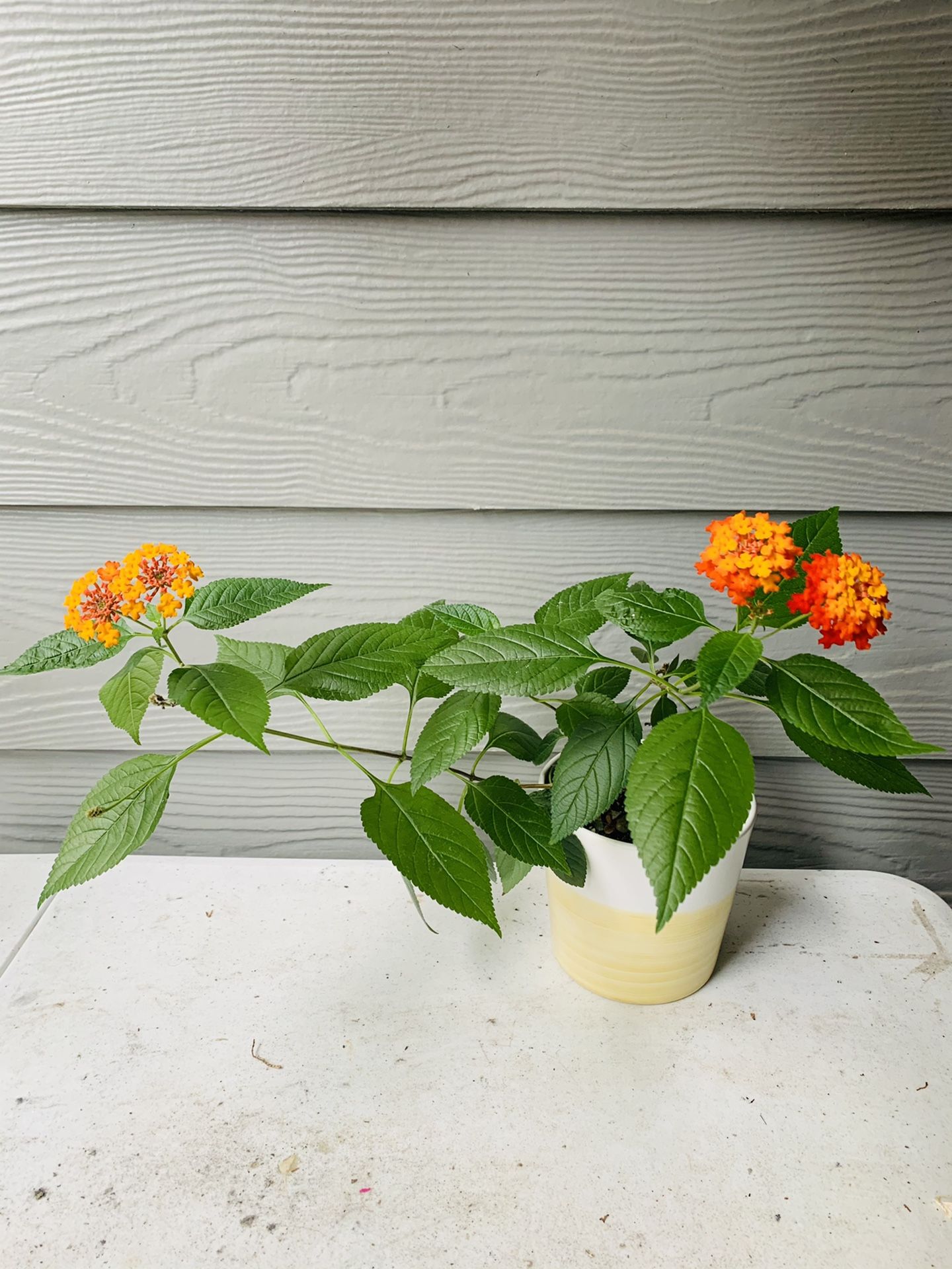 Plant with Home Depot Planter